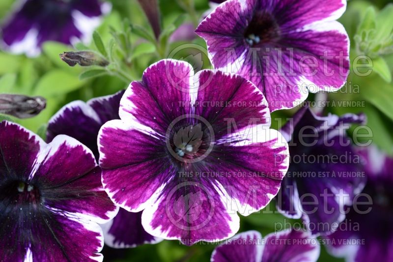 Petunia Sweetunia Miss Marvel (petunia) 1 