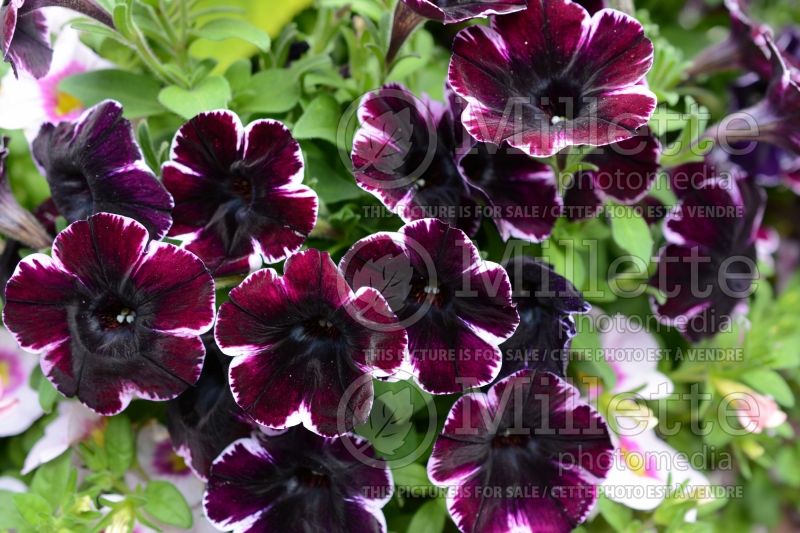 Petunia Sweetunia Miss Marvel (petunia) 2 