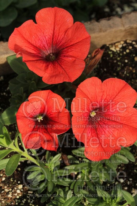 Petunia Sweetunia Orange Flash (petunia) 1 