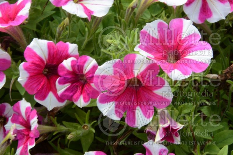 Petunia Sweetunia Pink Touch (Petunia) 1