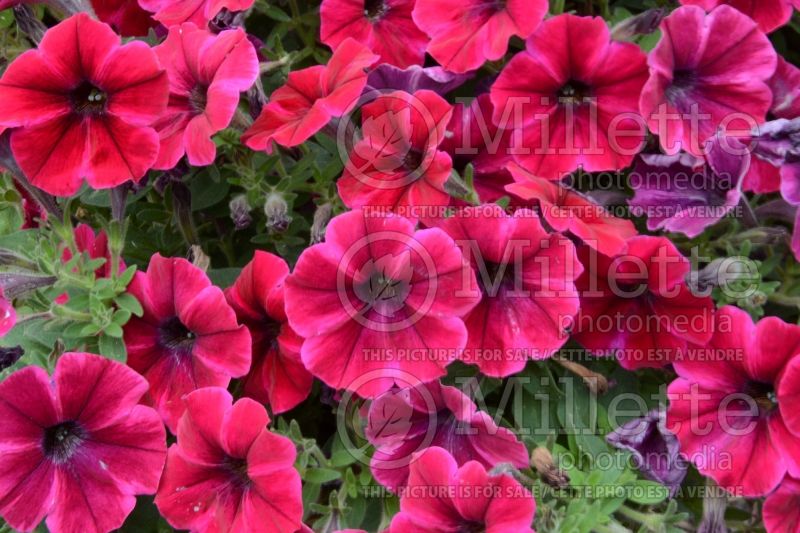 Petunia Red Fox Sweetunia Suzie Storm (petunia) 2 