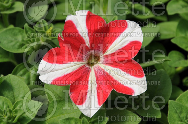 Petunia Tango Red Star (petunia) 1 