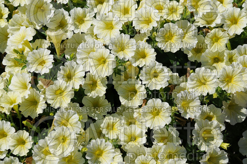 Petunia Tiny Tunia Yellow (Petunia) 1