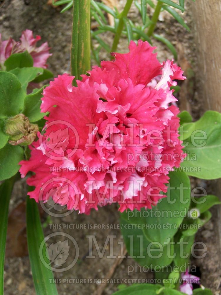 Petunia Valentine (Petunia) 1 