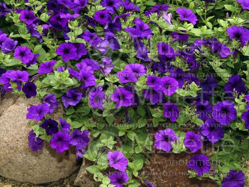 Petunia Wave Blue (Petunia) 2