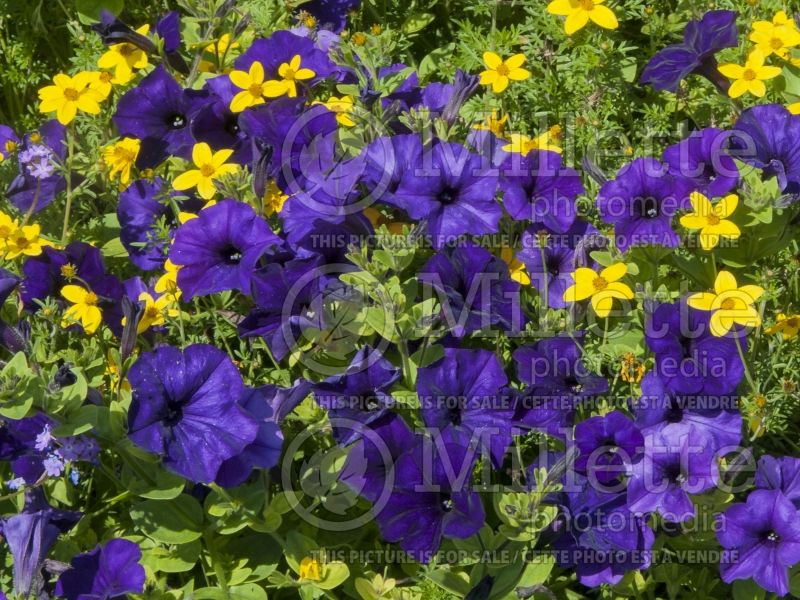 Petunia Wave Blue (Petunia) 3