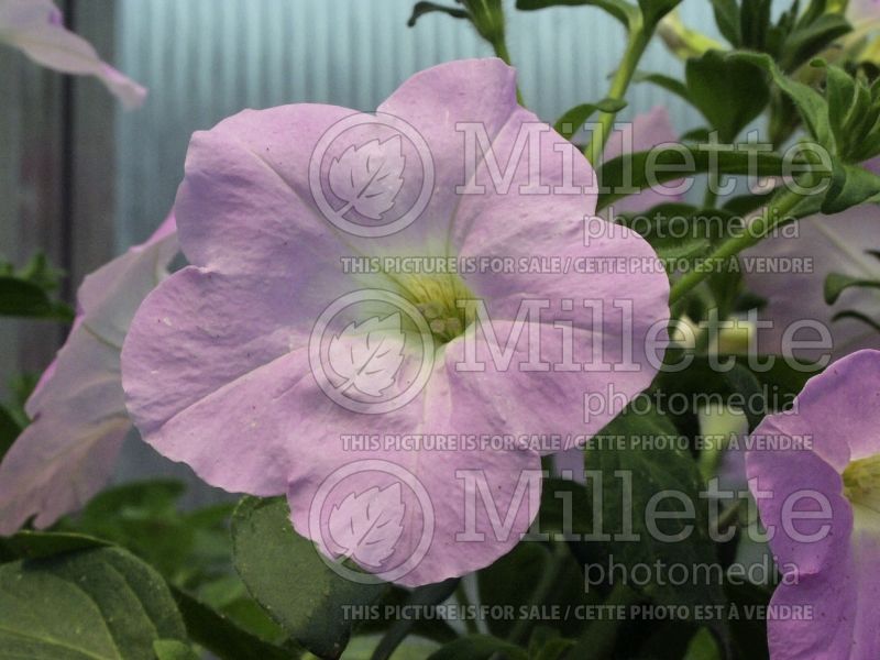 Petunia Wave Lavender (Petunia) 1