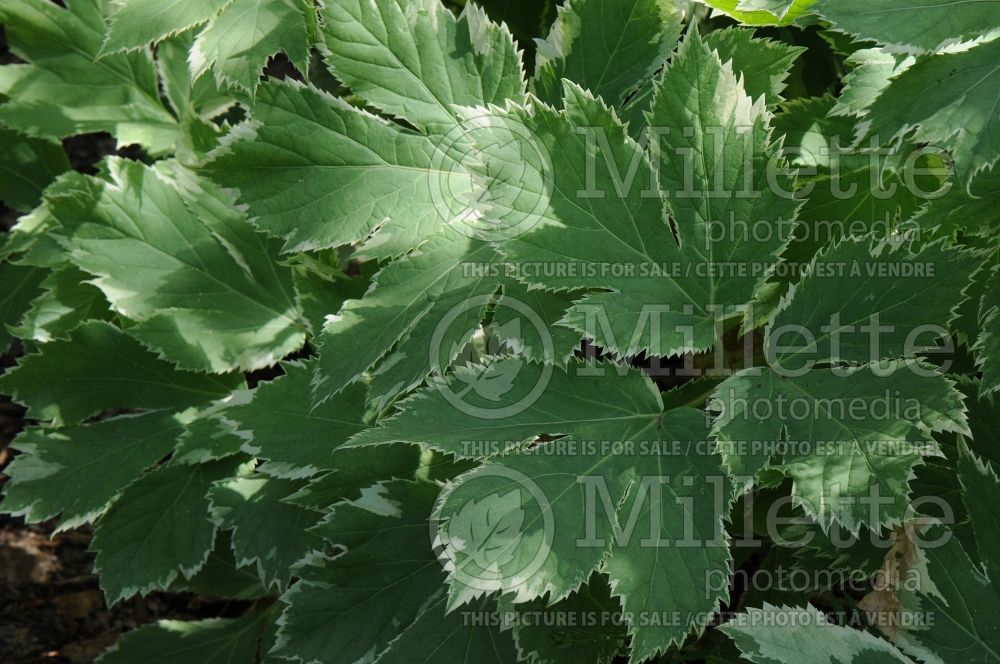 Peucedanum Daphnis (Variegated Peuce Masterwort) 3 