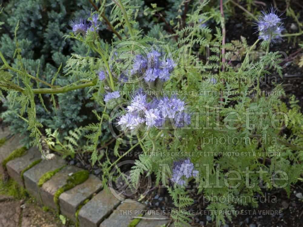 Phacelia tanacetifolia (lacy phacelia, blue tansy or purple tansy) 2 