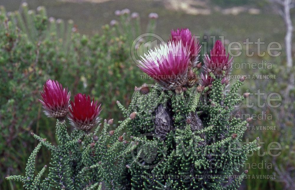 Phaenocoma prolifera (Cape strawflower) 1 