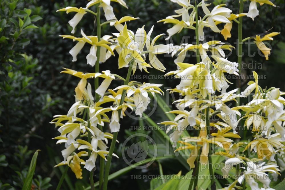 Phaius tankervilliae var. alba (Nun's-hood Orchid) 1 