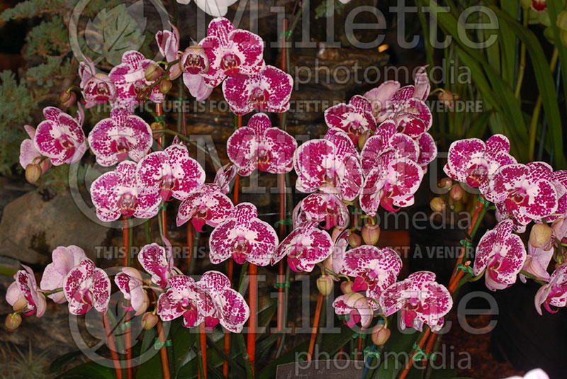 Phalaenopsis Chian Xen Pearl (Orchid) 1 