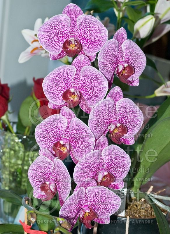 Phalaenopsis Spider Beauty (orchid) 1