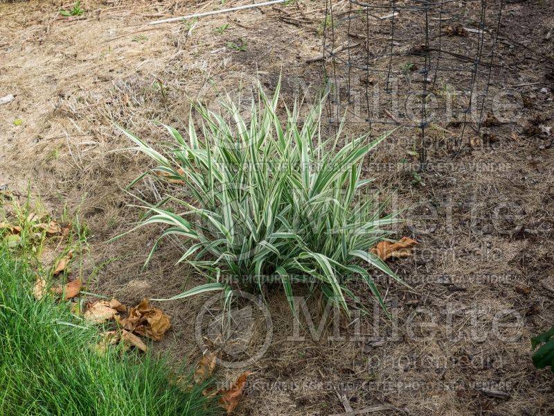 Phalaris Strawberries and Cream (Ribbon Grass) 1 