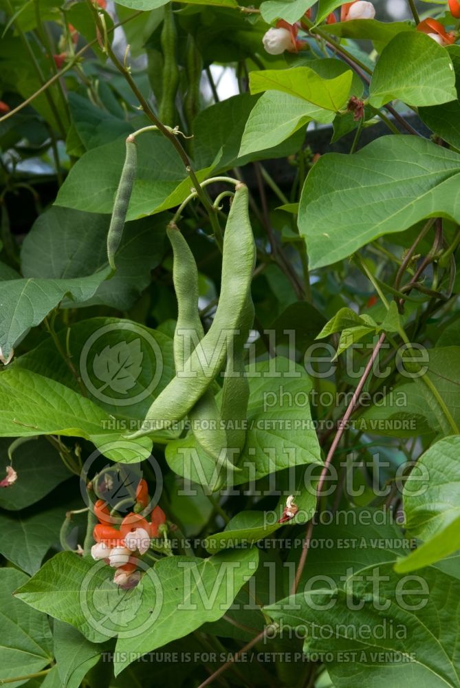 Phaseolus coccineus (green beans vegetable - haricots) 9 