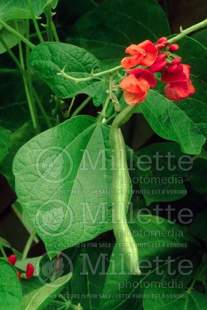 Phaseolus coccineus (green beans vegetable - haricots) 8 