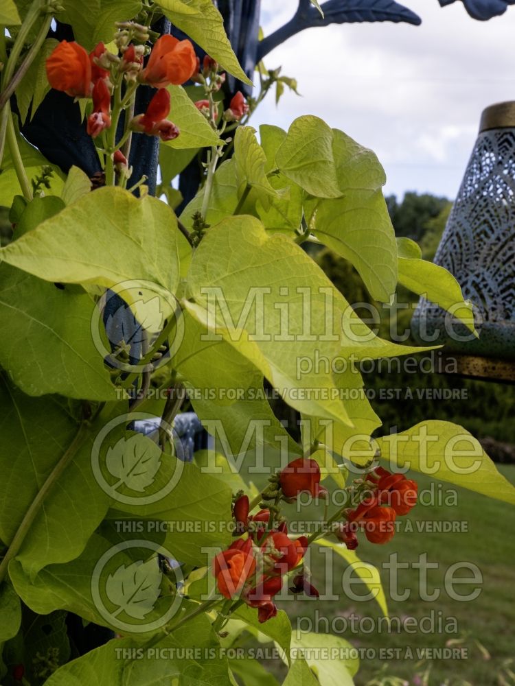 Phaseolus Golden Sunshine (runner beans vegetable - haricots) 2 