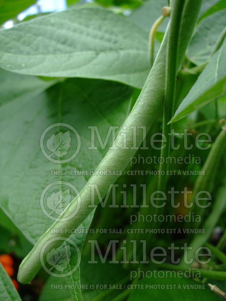 Phaseolus Delinel (pole bean vegetable - haricot) 1 