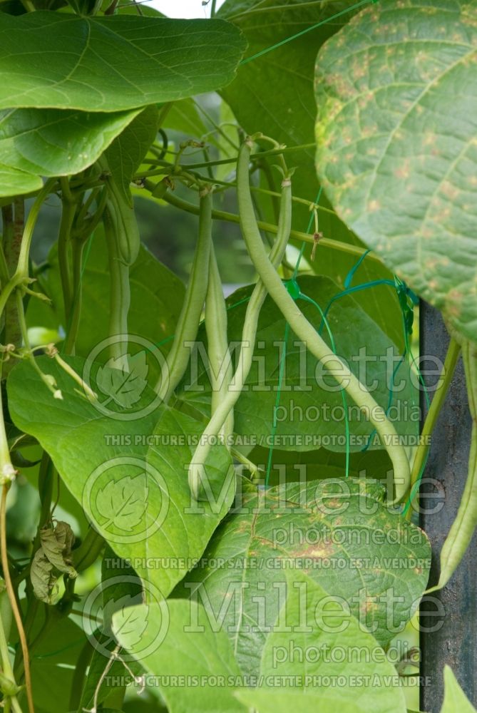 Phaseolus Emerite (pole bean vegetable - haricot) 1 