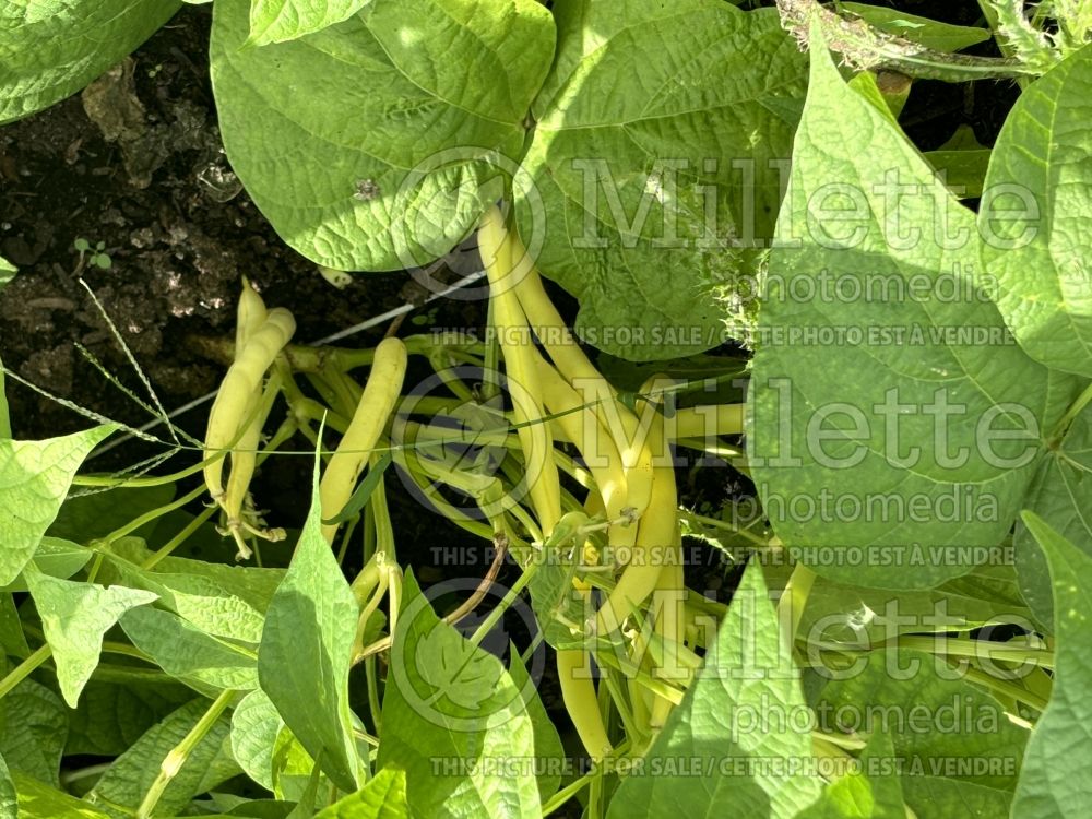 Phaseolus Gold Rush (pole bean vegetable - haricot) 1 