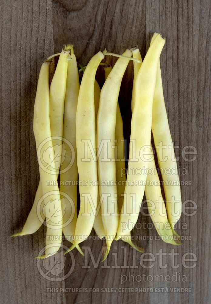 Phaseolus Golden Wax (pole bean vegetable - haricot) 1 