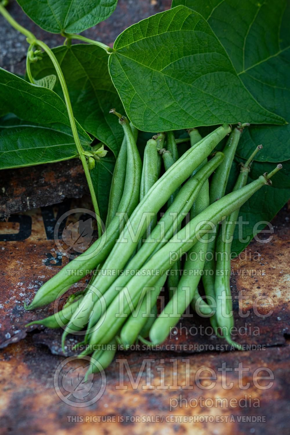 Phaseolus vulgaris (pole bean vegetable - haricot) 5
