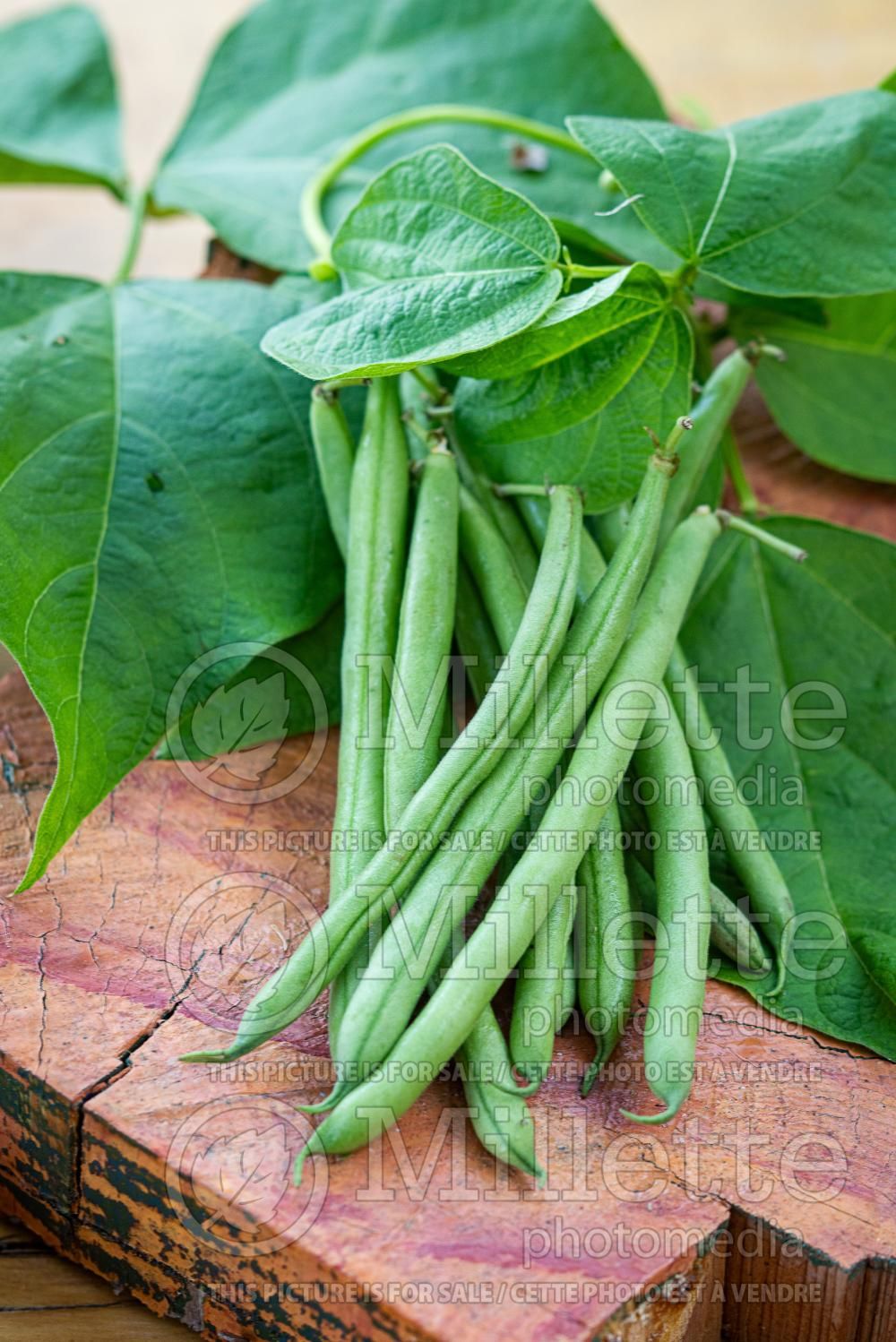 Phaseolus vulgaris (pole bean vegetable - haricot) 6