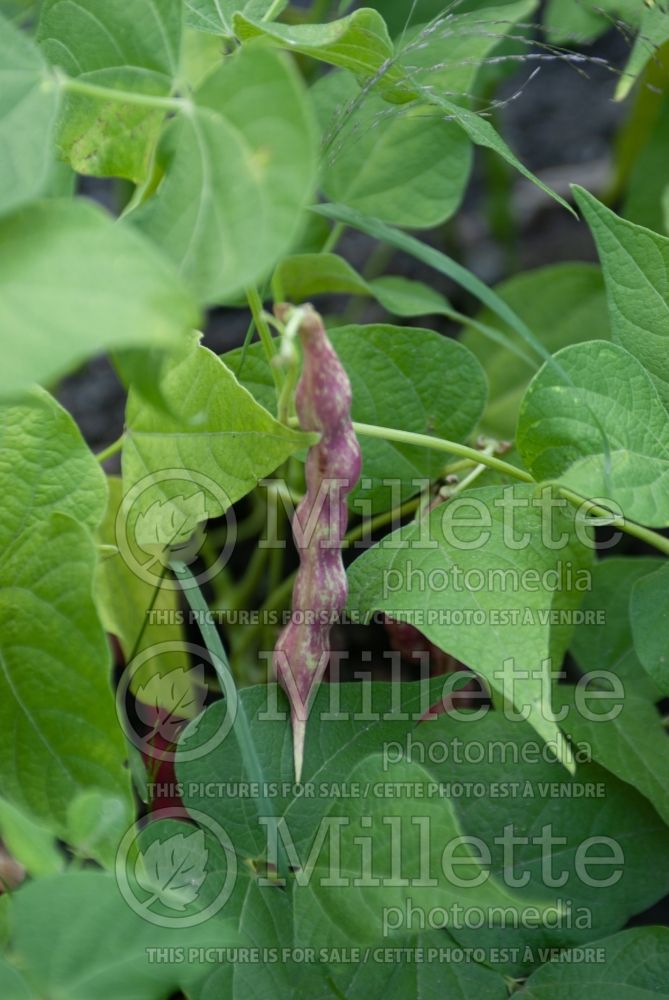 Phaseolus Pinto (pole bean vegetable - haricot) 1 