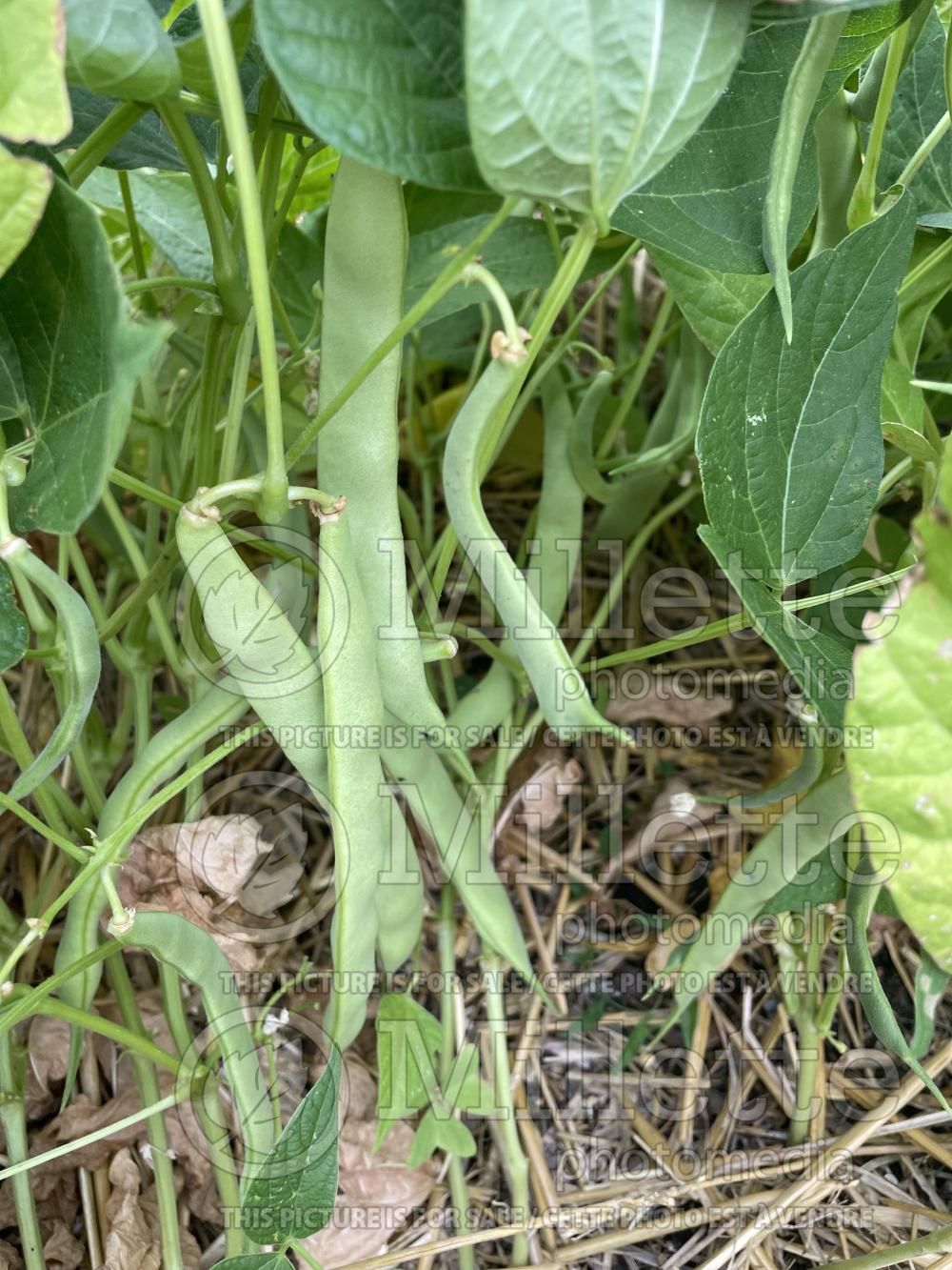 Phaseolus Pont l'Abbé d'Arnoult (pole bean vegetable - haricot) 2