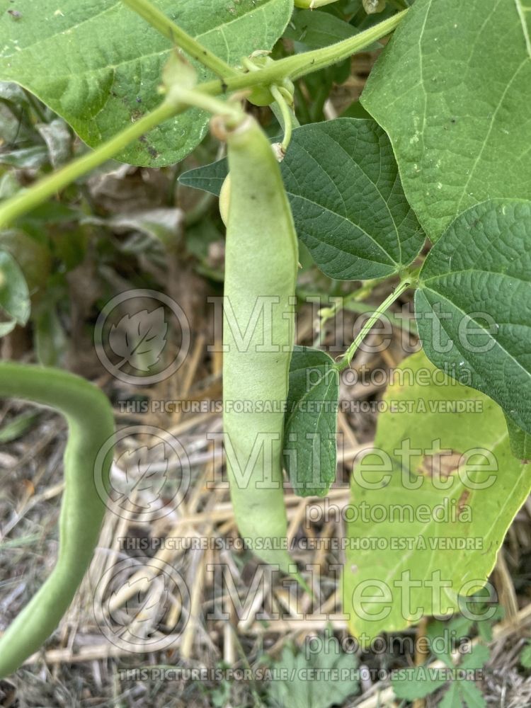 Phaseolus Pont l'Abbé d'Arnoult (pole bean vegetable - haricot) 1 