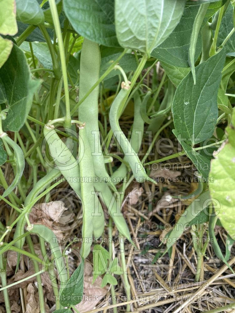 Phaseolus Pont l'Abbé d'Arnoult (pole bean vegetable - haricot) 2