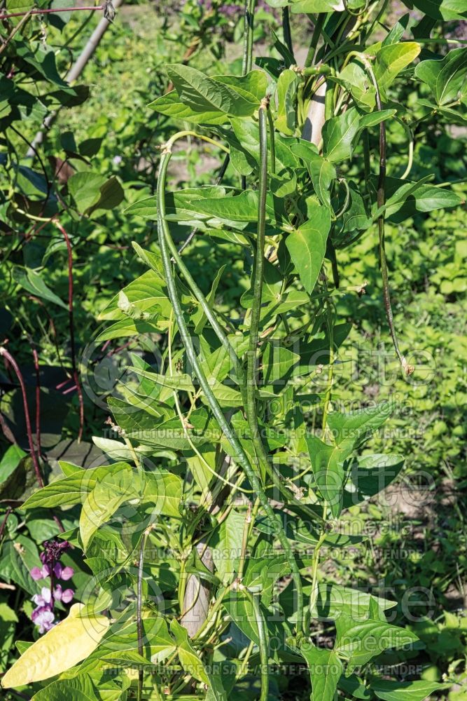 Phaseolus Rattlesnake (pole bean vegetable - haricot) 1 