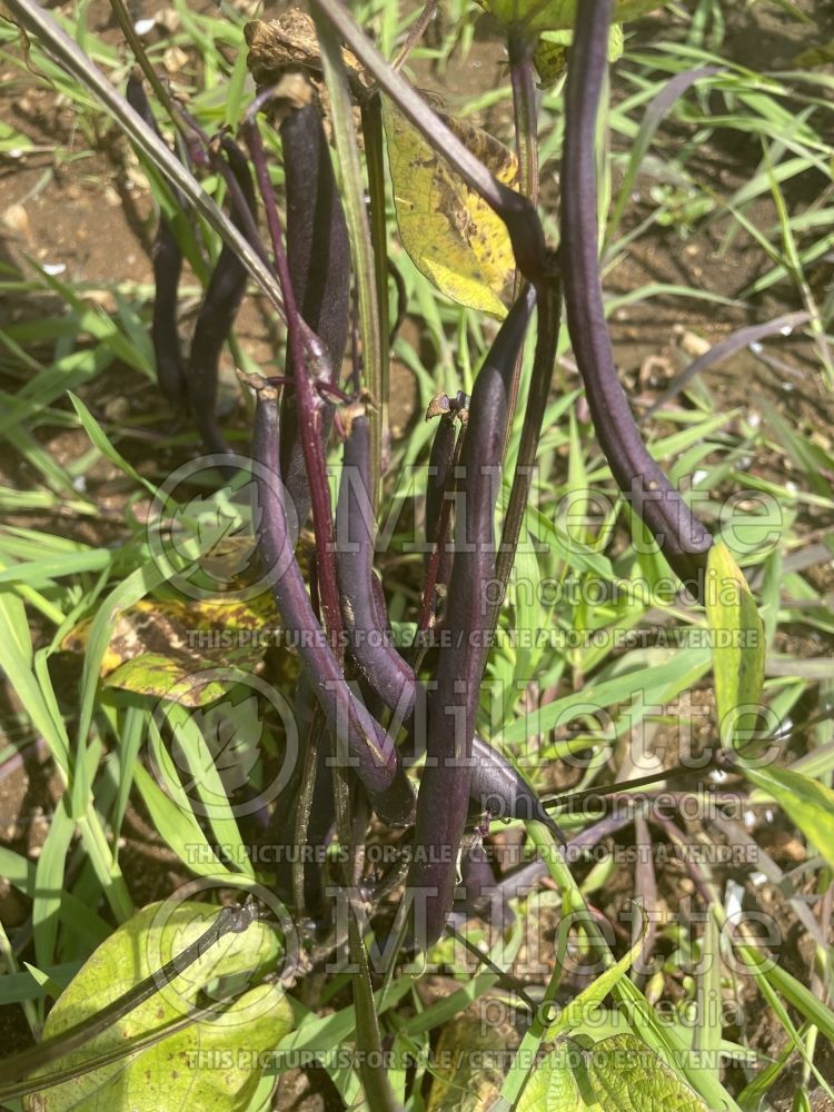 Phaseolus Robert's Royalty (pole bean vegetable - haricot) 1 