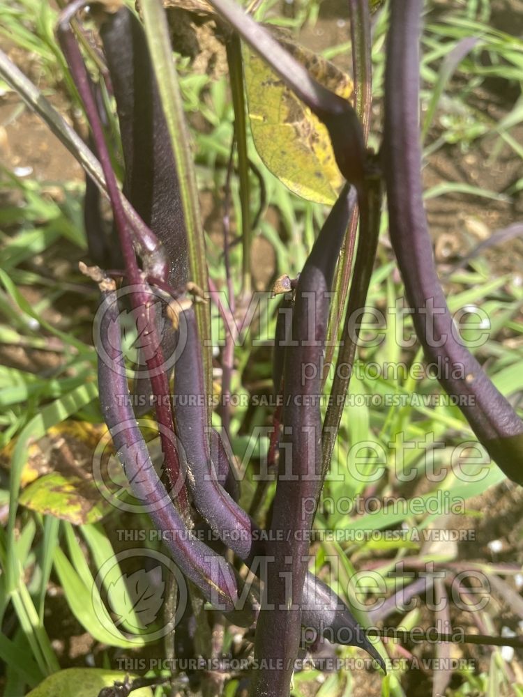 Phaseolus Robert's Royalty (pole bean vegetable - haricot) 2 