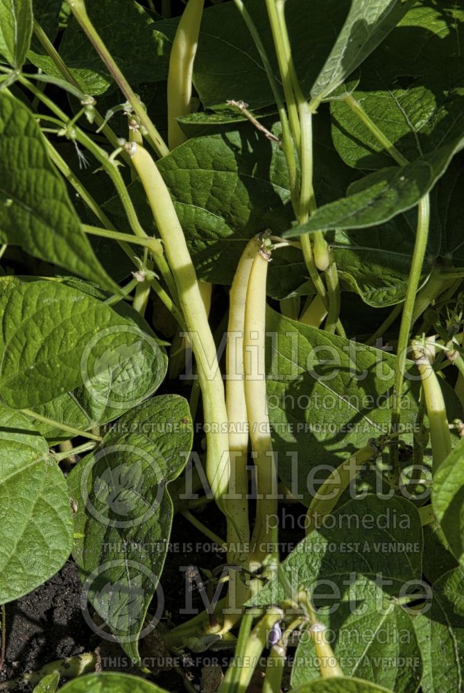 Phaseolus Rocdor (pole bean vegetable - haricot) 1 