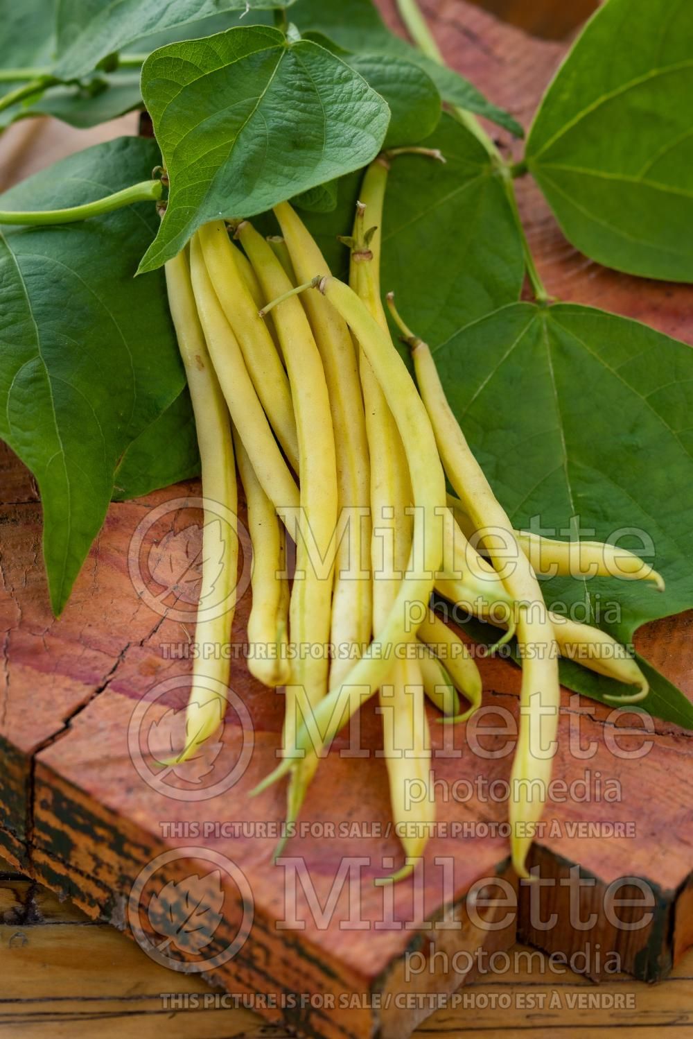Phaseolus vulgaris (pole bean vegetable - haricot) 3