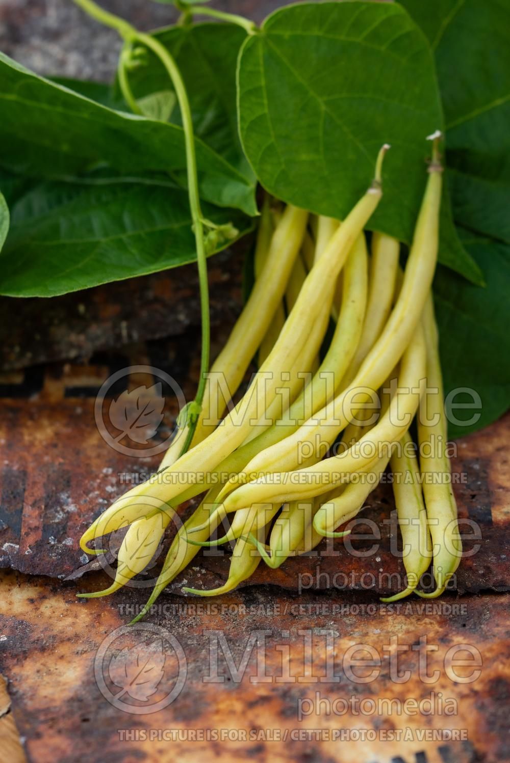 Phaseolus vulgaris (pole bean vegetable - haricot) 2