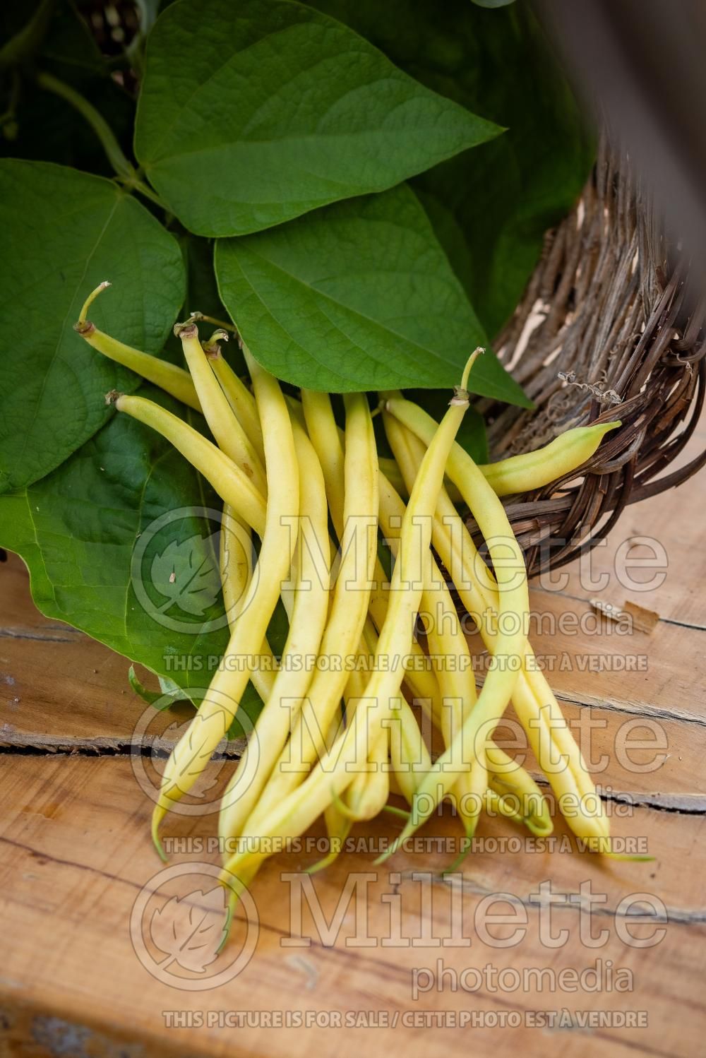 Phaseolus vulgaris (pole bean vegetable - haricot) 4