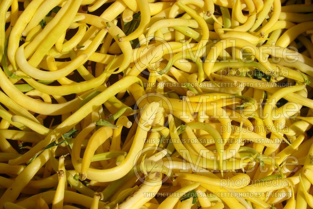 Phaseolus coccineus (Yellow beans vegetable - haricots) 3 