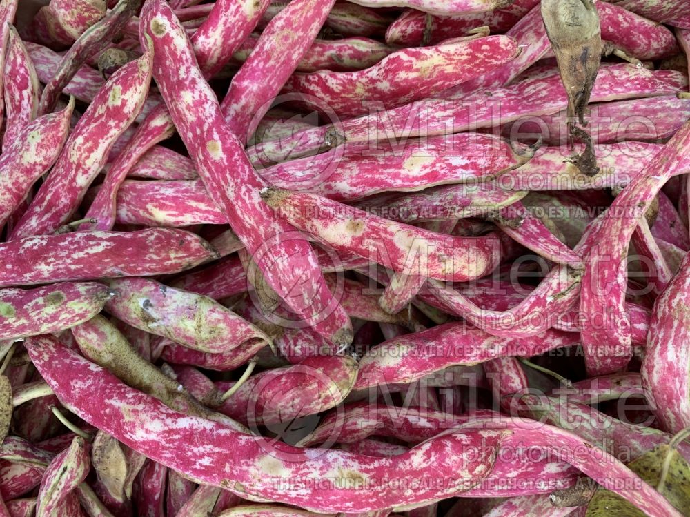 Phaseolus coccineus (red beans vegetable haricots) 1  