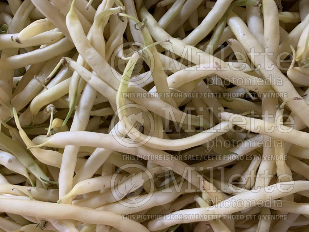 Phaseolus coccineus (Yellow beans vegetable haricots) 1  
