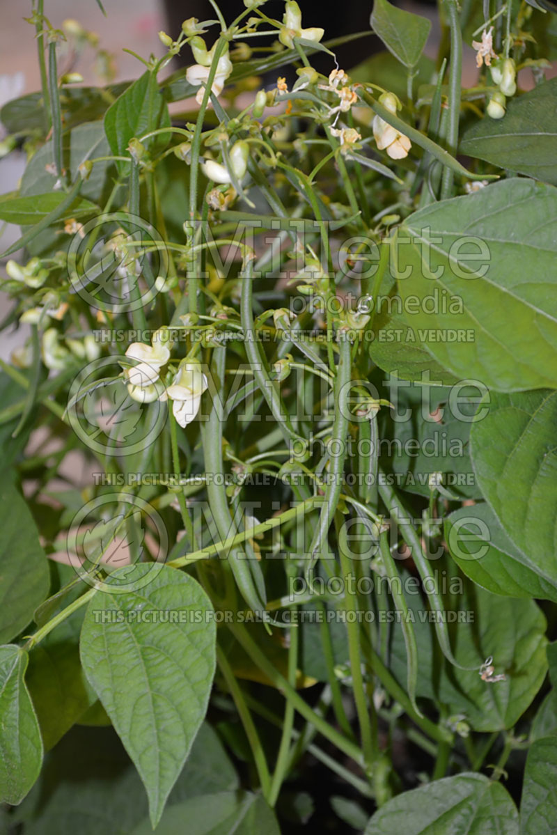 Phaseolus Mascotte (pole bean vegetable - haricot) 2 