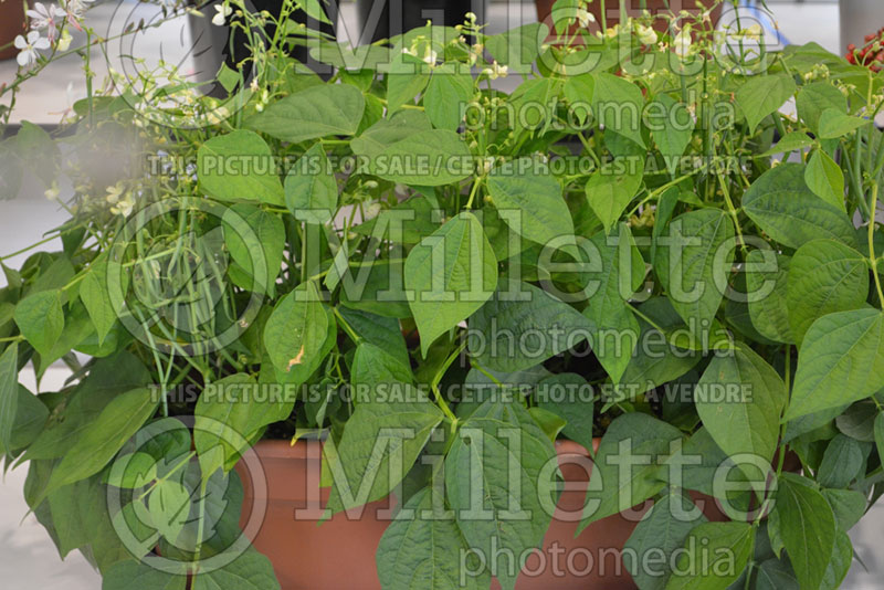 Phaseolus Mascotte (pole bean vegetable - haricot) 3 