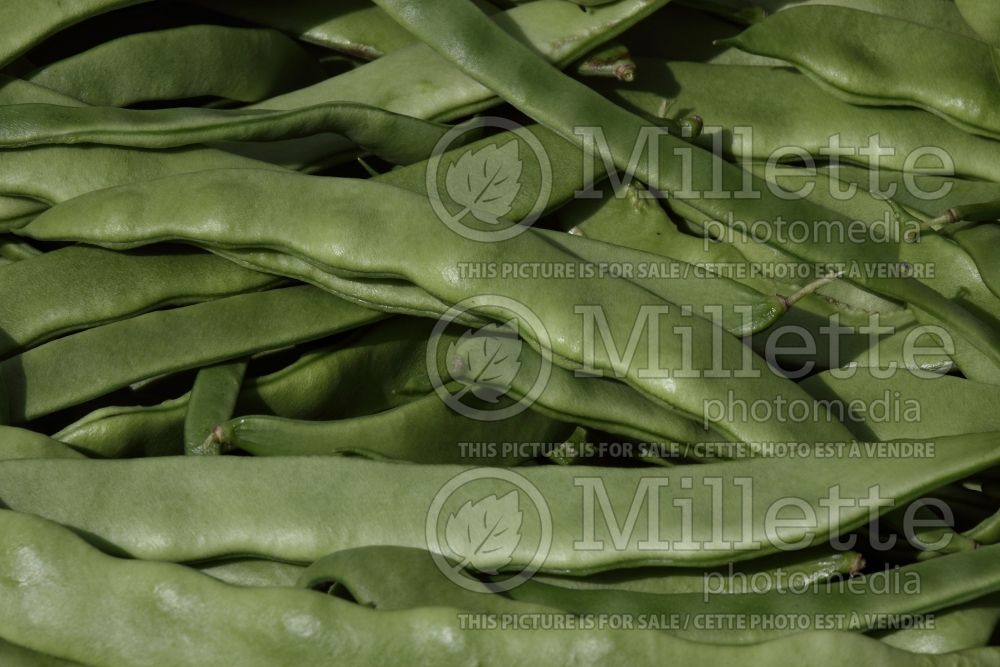 Phaseolus Mistica (pole bean vegetable - haricot) 2 