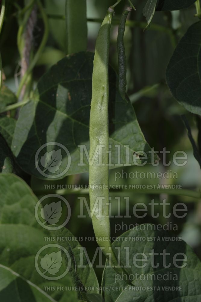 Phaseolus Mistica (pole bean vegetable - haricot) 3 