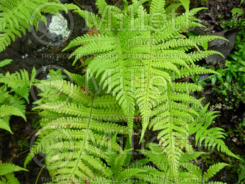 Phegopteris connectilis (Long Beech Fern) 1 