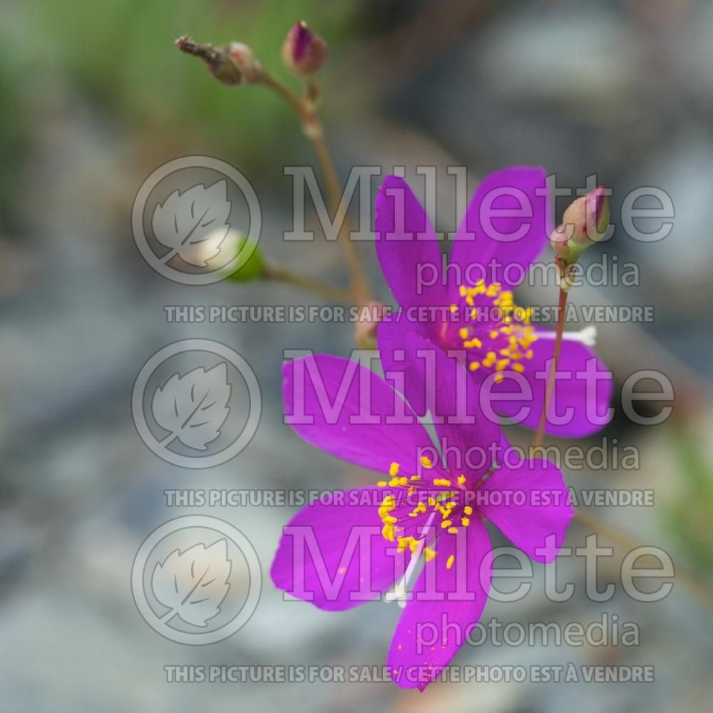 Phemeranthus calycinus (fame flower or rock pink) 1 