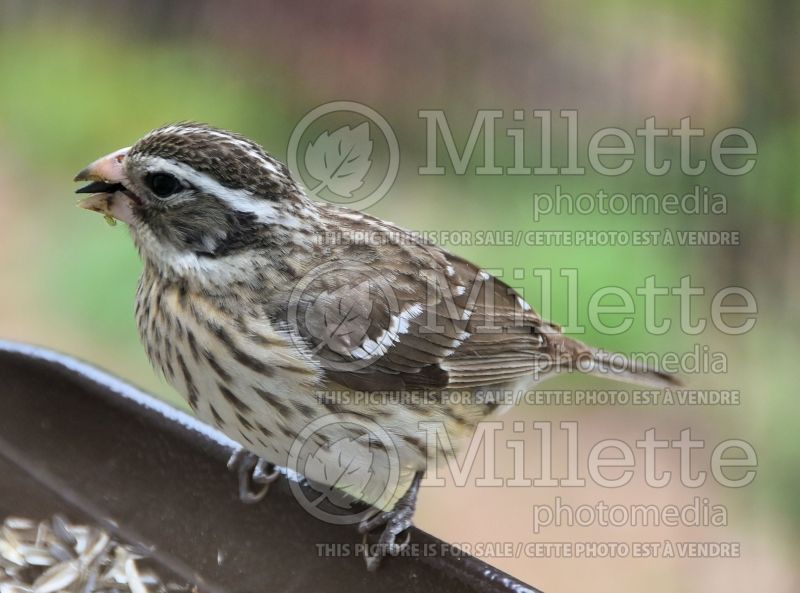 Pheucticus ludovicianus - Rose-Brested Grosbeak (Female Bird) 1 