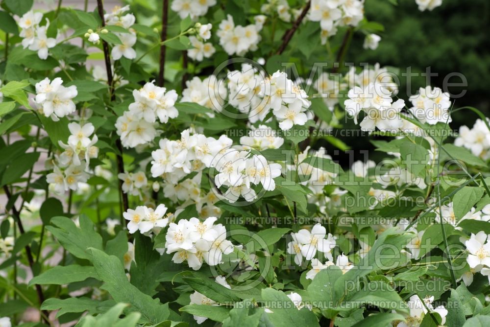 Philadelphus lewisii (Mock orange) 2 