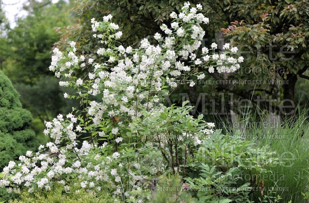 Philadelphus lewisii (Mock orange) 1 